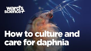 Caring and Culturing for Daphnia [upl. by Yentuoc]