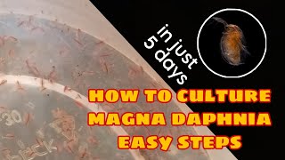 How to Culture Magna Daphnia Easily [upl. by Ramej]