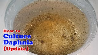 How to Culture Daphnia Update with ZERO Cost  Unlimited Live Food for Our Fish [upl. by Yenaiv32]