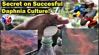 How to Culture Daphnia Successfully [upl. by Buddie429]