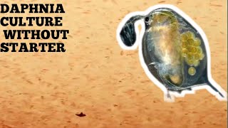 HOW TO CULTURE DAPHNIA NATURALLY WITHOUT A STARTER [upl. by Lore]