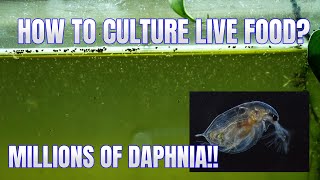 How to Culture Daphnia Secret Method to Breed MILLIONS  Simply Aquatic [upl. by Aynotan]