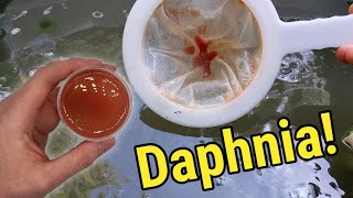 How I Culture Daphnia In Outdoor Tubs [upl. by Sivlek666]