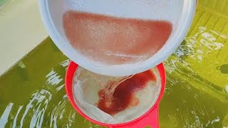 How to culture daphnia  Daphnia culture  How to grow daphnia outdoor [upl. by Laurella]