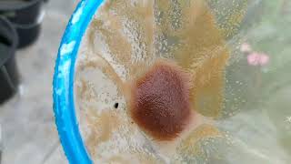 How to culture daphnia moina in a small container Part 1 English Subtitle [upl. by Janus]