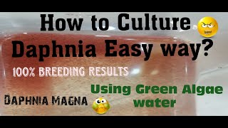 Daphnia MagnaHow to Culture Daphnia Easy wayCulturing Daphnia using Green water Daphnia [upl. by Auqenes]