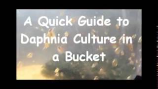 How to culture daphnia outside [upl. by Bing]