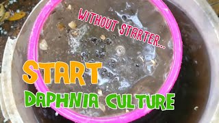 How to culture daphnia moina the easy way 1  Starting the Daphnia culture [upl. by Heyde]