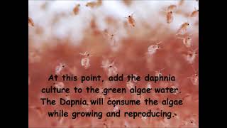 Daphnia  How to grow daphnia in your home [upl. by Owiat955]