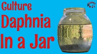 How to Culture Daphnia in a Jar [upl. by Yerffej]