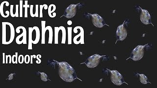 How to Culture Daphnia [upl. by Yor]