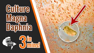 How to culture DAPHNIA MAGNA  The easy way [upl. by Ettevey517]