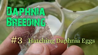 Daphnia Culture made simple and easy 3  Hatching Daphnia eggs [upl. by Adnoraj]