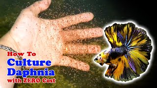 How to Culture Daphnia with ZERO Cost  Unlimited Live Food For Our Fish [upl. by Reddy269]