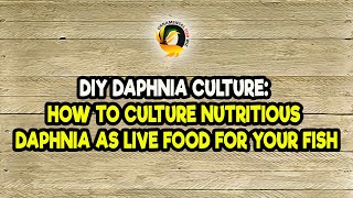 DIY Daphnia Culture How to Culture Nutritious Daphnia as Live Food for Your Fish [upl. by Aiza547]