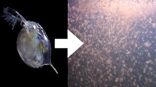 How I Culture Daphnia [upl. by Tansey147]