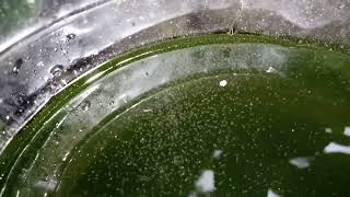 DAPHNIA MOINA CULTURE IN A SMALL BUCKET [upl. by Wallie]