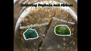 How To Culture Daphnia and Moinas using Green Water Spirulina powder [upl. by Veronike]