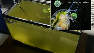 Raising Daphnia for the Freshwater Aquarium [upl. by Ecyob655]