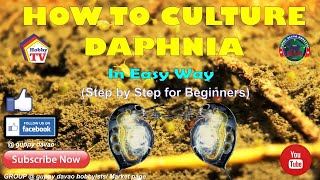 HOW TO CULTURE DAPHNIA In Easy Way [upl. by Yssirk]